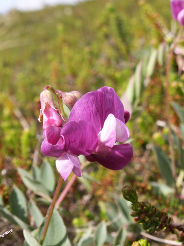 Lathyrus maritimus