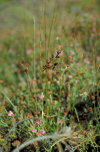 Juncus balticus