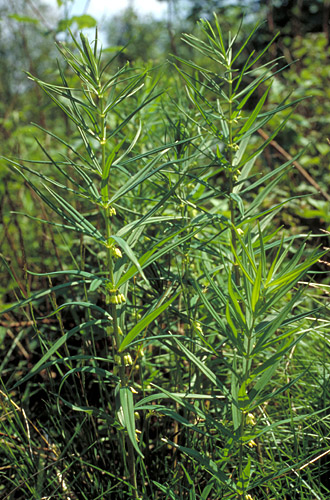 Polygonatum verticillatum