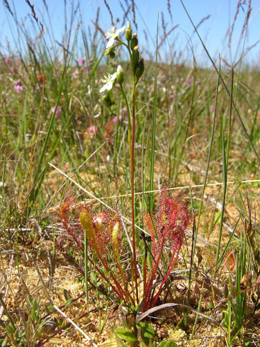 Drosera anglica