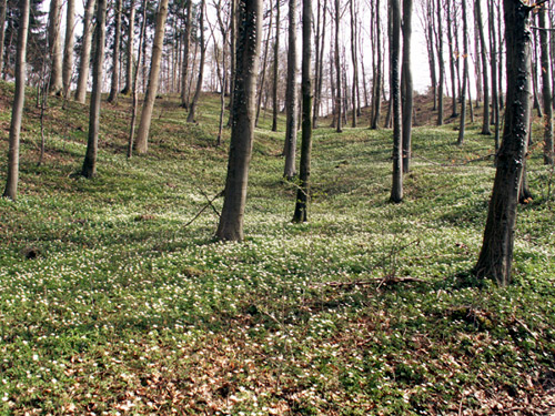 Spring forest