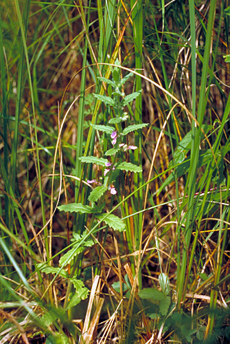 Teucrium scordium