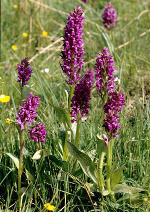 Dactylorhiza majalis