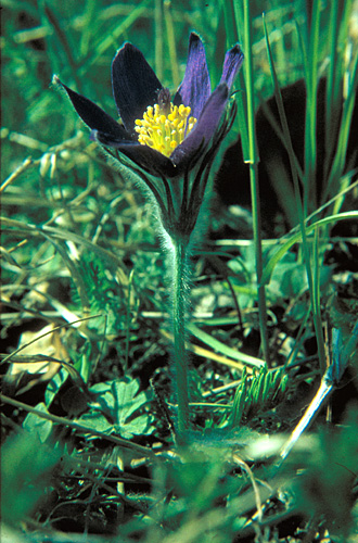 Pulsatilla vulgaris