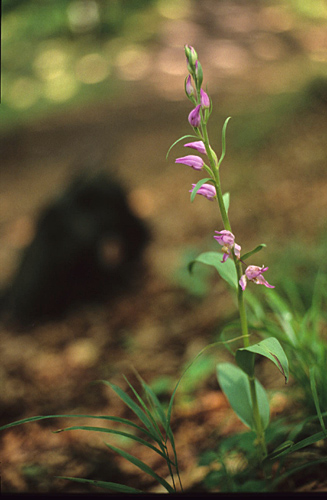 Cephalanthera rubra