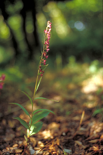 Epipactis atrorubens