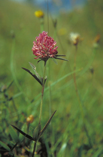 Trifolium alpestre