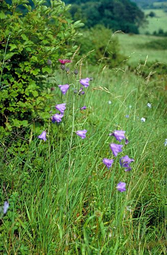 Campanula persicifolia