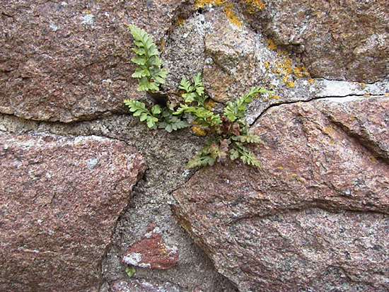 Asplenium adiantum-nigrum