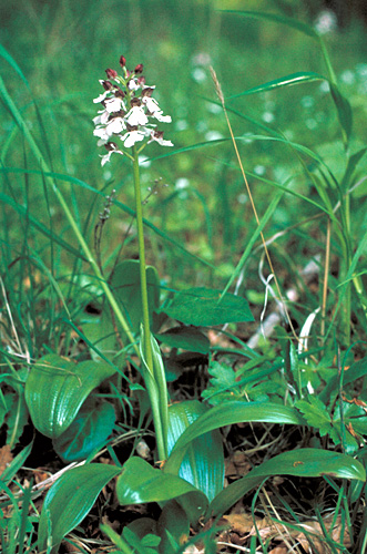 Orchis purpurea