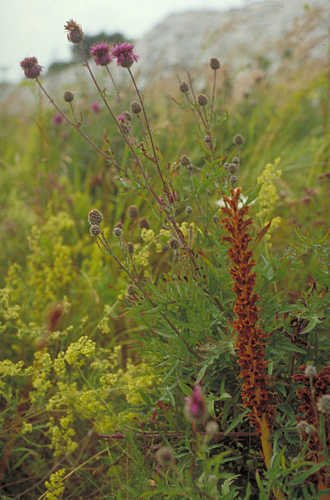 Orobanche elatior