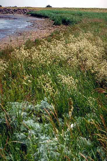 Lepidium latifolium