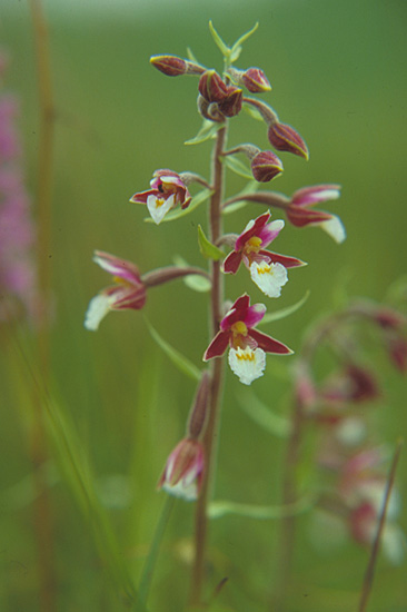 Epipactis palustris