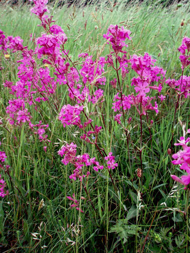 Lychnis viscaria