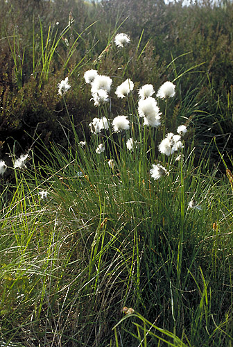 Trichophorum caespitosum