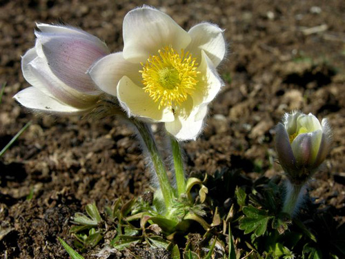 Pulsatilla vernalis