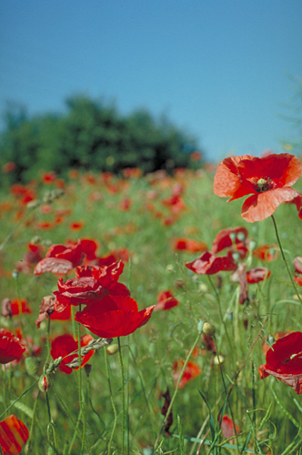 Papaver