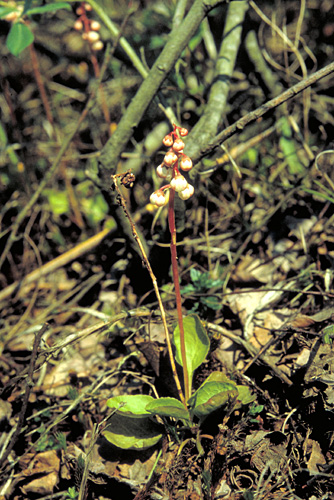 Pyrola minor