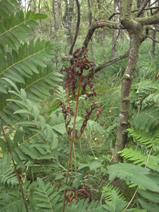 Osmunda