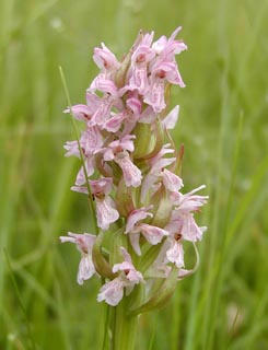 D. incarnata