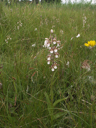 Eoioactis palustris